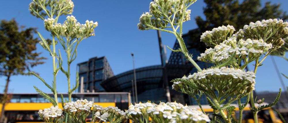 Wer zäh ist, kann sich in der Stadt behaupten: wie die Schafgarbe vor dem Hauptbahnhof. Andere Arten haben es schwerer.
