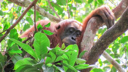 Auch Orang-Utans halten gern ein Mittagsschläfchen.
