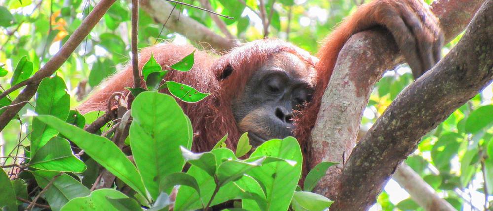 Auch Orang-Utans halten gern ein Mittagsschläfchen.