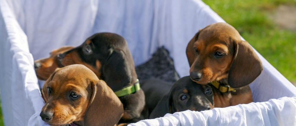 Der Film begleitet einen Dackelwurf, bis die Welpen ausziehen und auf eigenen kurzen Beinen stehen.