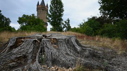 Der Park Babelsberg ist von der Trockenheit deutlich gezeichnet.