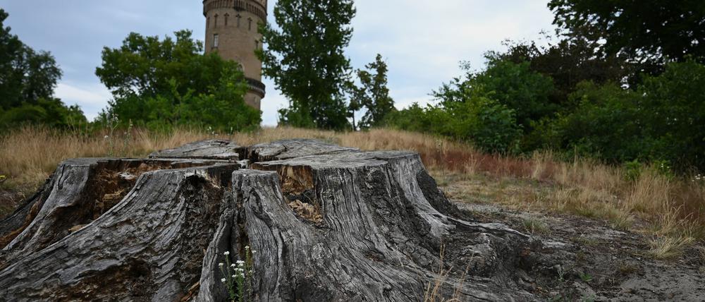 Der Park Babelsberg ist von der Trockenheit deutlich gezeichnet.