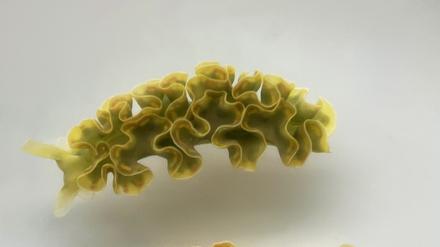 Elysia-Meeresschnecken klauen Algen die Chloroplasten und nutzen sie als Vorratsspeicher. 