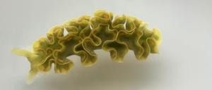 Elysia-Meeresschnecken klauen Algen die Chloroplasten und nutzen sie als Vorratsspeicher. 