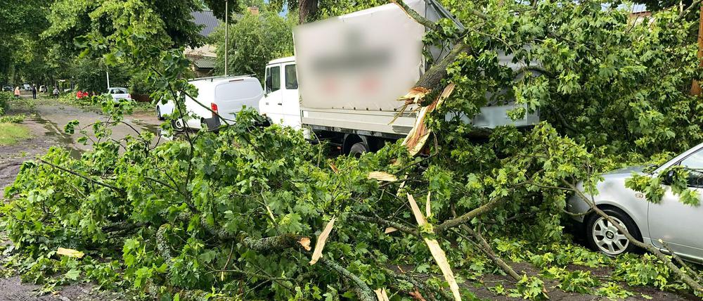 Ein Baum ist im Berliner Stadtteil Heiligensee durch schwere Böen auf Autos und einen Transporter gefallen.