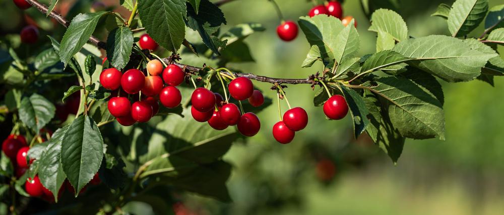 Die Obstbauern erwarten eine hervorragende Kirschenernte.