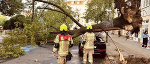 Umgestürzter Baum in Wilmersdorf. (Foto aktuell)