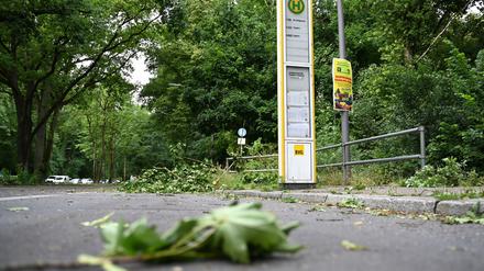 Die Schäden im Tegeler Forst sind erheblich.