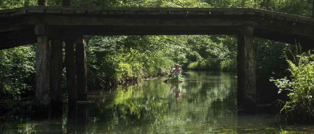 Der Spreewald (Symbolbild)