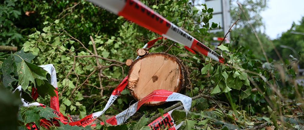 Nach den schweren Unwettern in Teilen Deutschlands liegen auch am Tegeler Forst noch Reste abgebrochener Äste und gebrochener Baumstämme.