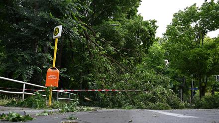 Sturmschäden im Berliner Norden 