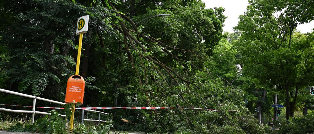 Sturmschäden im Berliner Norden 