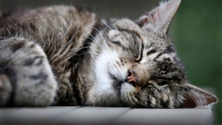 Katzen schlummern einer Studie zufolge am liebsten auf der linken Seite liegend. (Archivbild)