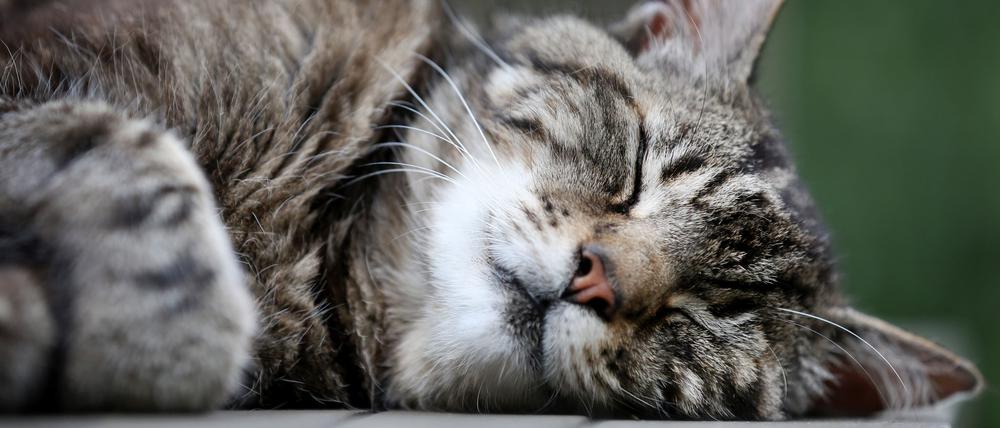 Katzen schlummern einer Studie zufolge am liebsten auf der linken Seite liegend. (Archivbild)