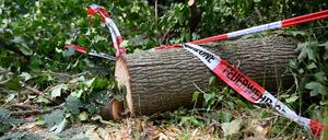 Folgen des Klimawandels wie Dürren machen Wälder anfälliger für andere Folgen des Klimawandels - wie Unwetter.