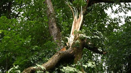Der Tegeler Forst ist nach dem Unwetter vom Donnerstag vorerst gesperrt (Archivbild). 