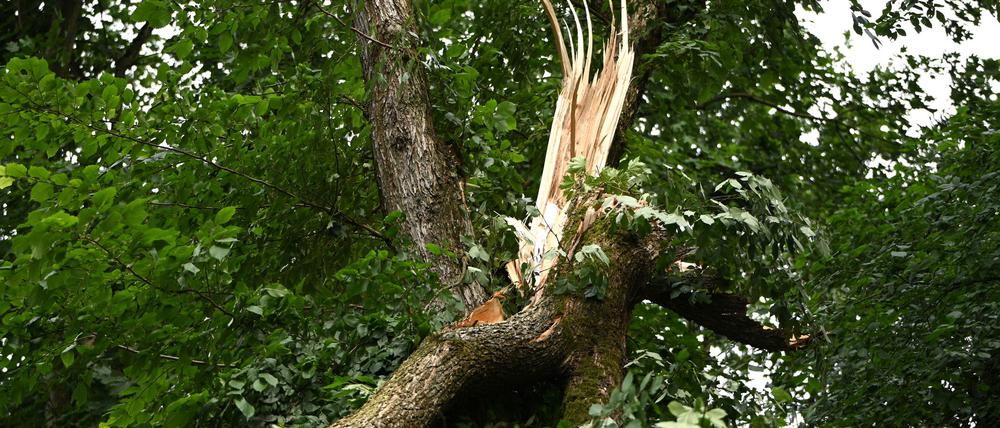 Der Tegeler Forst ist nach dem Unwetter vom Donnerstag vorerst gesperrt (Archivbild).