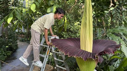 Die Titanenwurz blüht im Botanischen Garten Berlin, beaufsichtigt von Reviergärtner Arnaldy Prasetya.