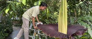 Die Titanenwurz blüht im Botanischen Garten Berlin, beaufsichtigt von Reviergärtner Arnaldy Prasetya.