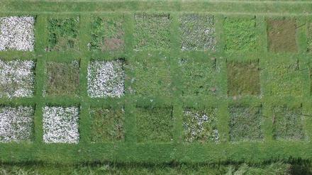 Im „Jena Experiment“ wird untersucht, welche Folgen der Verlust von Biodiversität für die betroffenen Ökosysteme hat.