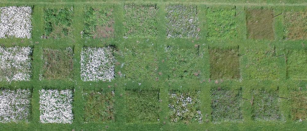 Im „Jena Experiment“ wird untersucht, welche Folgen der Verlust von Biodiversität für die betroffenen Ökosysteme hat.