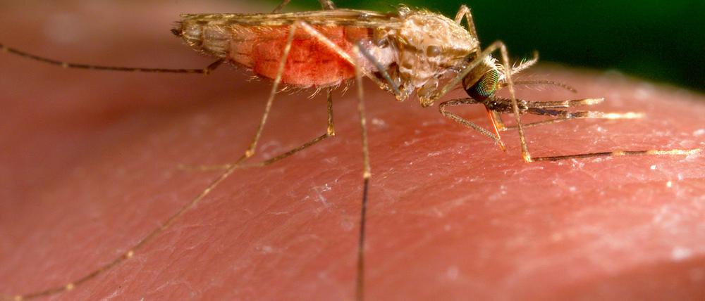 Malaria wird von Mücken übertragen.