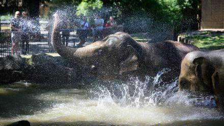 Die Elefanten im Berliner Zoo verschaffen sich eine Abkühlung. (Symbolbild)