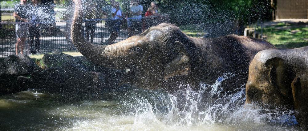 Die Elefanten im Berliner Zoo verschaffen sich eine Abkühlung. (Symbolbild)