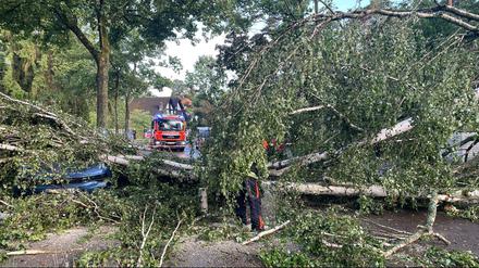 Ein umgestürzter Baum auf der Sandhauser Straße zwischen Konradshöhe und Heilgeinsee