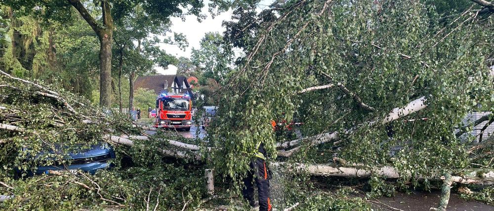 Ein umgestürzter Baum auf der Sandhauser Straße zwischen Konradshöhe und Heilgeinsee