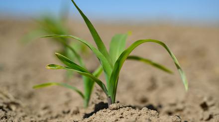 Für die Landwirtschaft ist die enorme Trockenheit ein großes Problem. 