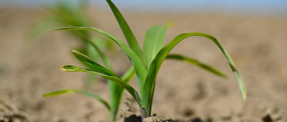 Für die Landwirtschaft ist die enorme Trockenheit ein großes Problem.