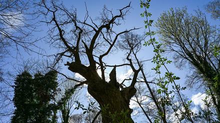 Hat den Sturm überstanden: Berlins ältester Baum (Archivbild).