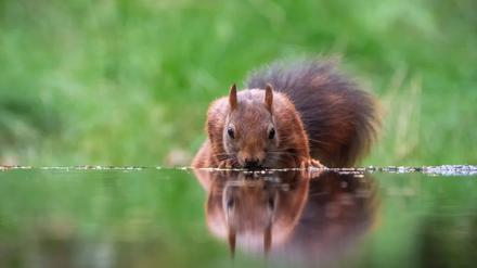 Ein Wildtier in Antihitze-Aktion: trinkendes Eichhörnchen.