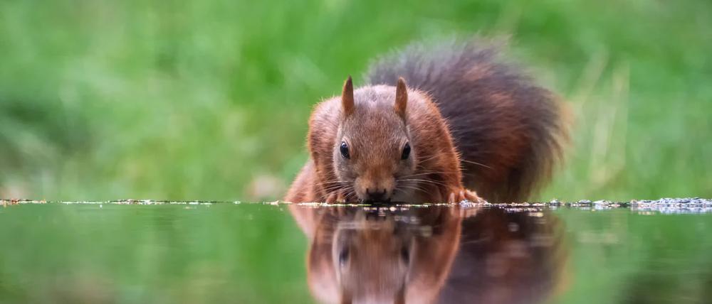 Ein Wildtier in Antihitze-Aktion: trinkendes Eichhörnchen.