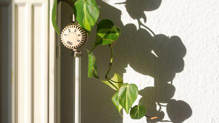 Ein Heizkörperthermostat mit einer Pflanze daran, die von Sonnenlicht angestrahlt wird. 