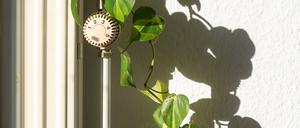 Ein Heizkörperthermostat mit einer Pflanze daran, die von Sonnenlicht angestrahlt wird. 