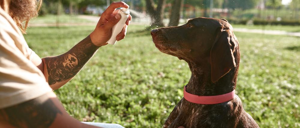 Ein Mann besprüht seinen Hund wegen der hohen Temperaturen mit Wasserspray.