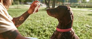 Ein Mann besprüht seinen Hund wegen der hohen Temperaturen mit Wasserspray.