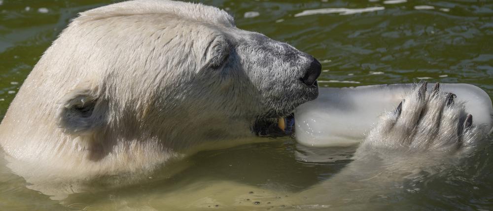 Die Eisbärin Tonja aus dem Berliner Zoo mit einem großen Eisstück, in dem Fische eingefroren sind.