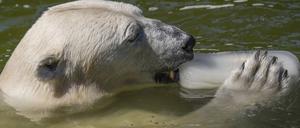 Die Eisbärin Tonja aus dem Berliner Zoo mit einem großen Eisstück, in dem Fische eingefroren sind.