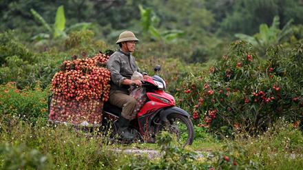 Ein vietnamesischer Litschibauer transportiert seine Ernte durch die Provinz Bac Giang (Symbolbild).
