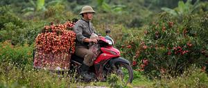 Ein vietnamesischer Litschibauer transportiert seine Ernte durch die Provinz Bac Giang (Symbolbild).