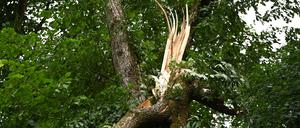 Unwetter haben in der vergangenen Woche schwere Schäden im Tegeler Forst hinterlassen.
