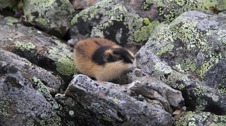 Der Norwegische Lemming ist der Newcomer unter den Nagetieren.