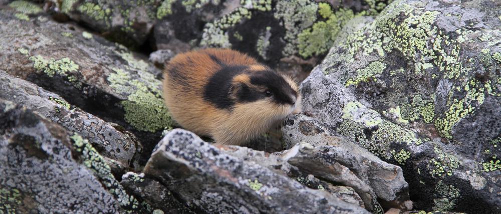 Der Norwegische Lemming ist der Newcomer unter den Nagetieren.