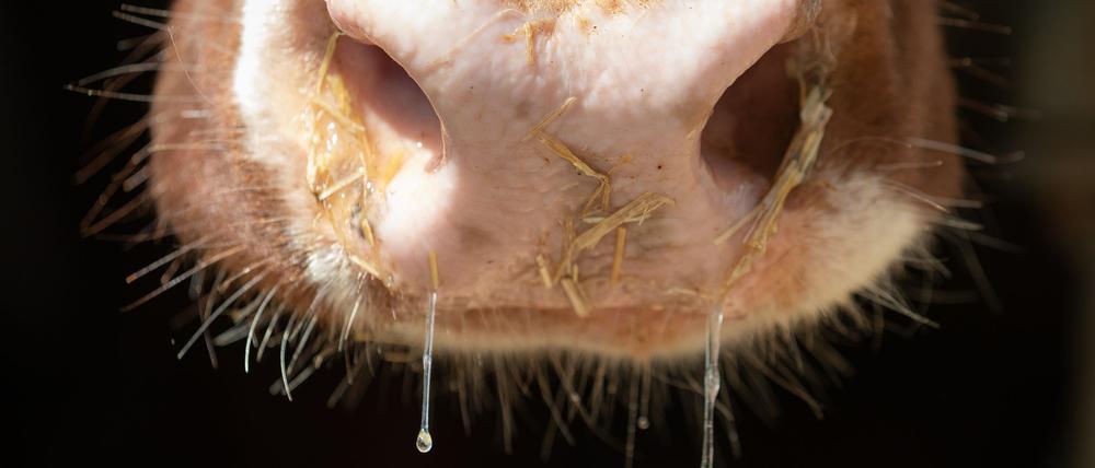 Auch in Deutschland besteht Sorge vor der Rinderkrankheit Lumpy Skin Disease. (Symbolbild)