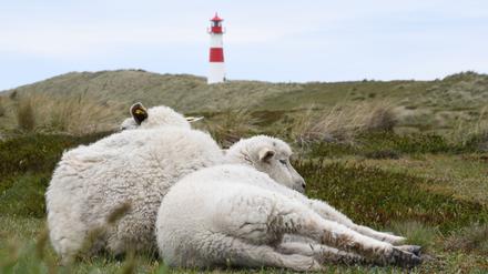 Auf dem Ellenbogen in List (Sylt) hatte der Goldschakal seit Mai mehrere Lämmer gerissen. (Archivbild)