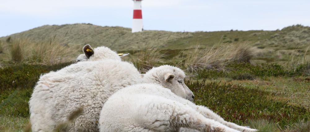 Auf dem Ellenbogen in List (Sylt) hatte der Goldschakal seit Mai mehrere Lämmer gerissen. (Archivbild)