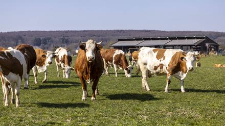 Milchkühe auf einer Weide auf der Schwäbischen Alb. 